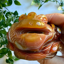 Load image into Gallery viewer, Carnelian Money Frog|Three Legged Money Toad