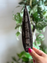 Load image into Gallery viewer, Orthoceras Fossil| Natural Polished Orthoceras Fossil
