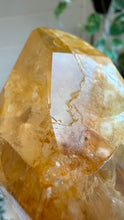 Load image into Gallery viewer, Golden Healer Freeform from Brazil
