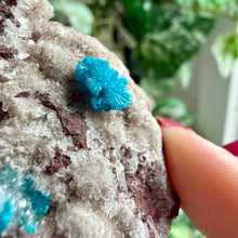 Load image into Gallery viewer, Blue Cavansite on Matrix from India
