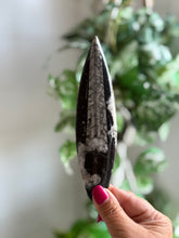 Load image into Gallery viewer, Orthoceras Fossil| Natural Polished Orthoceras Fossil
