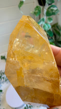 Load image into Gallery viewer, Golden Healer Freeform from Brazil
