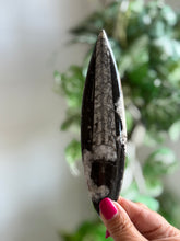 Load image into Gallery viewer, Orthoceras Fossil| Natural Polished Orthoceras Fossil
