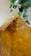 Load image into Gallery viewer, Golden Healer Freeform from Brazil
