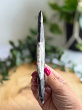 Load image into Gallery viewer, Orthoceras Fossil| Natural Polished Orthoceras Fossil
