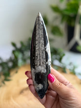 Load image into Gallery viewer, Orthoceras Fossil| Natural Polished Orthoceras Fossil
