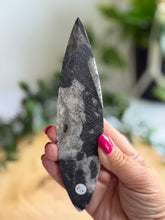 Load image into Gallery viewer, Orthoceras Fossil| Natural Polished Orthoceras Fossil

