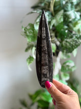 Load image into Gallery viewer, Orthoceras Fossil| Natural Polished Orthoceras Fossil
