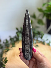 Load image into Gallery viewer, Orthoceras Fossil| Natural Polished Orthoceras Fossil
