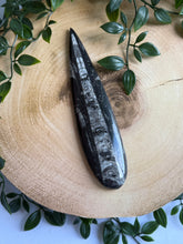 Load image into Gallery viewer, Orthoceras Fossil| Natural Polished Orthoceras Fossil
