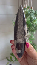 Load and play video in Gallery viewer, Orthoceras Fossil| Natural Polished Orthoceras Fossil

