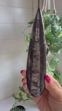 Load and play video in Gallery viewer, Orthoceras Fossil| Natural Polished Orthoceras Fossil
