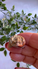 Load and play video in Gallery viewer, Alashan Agate Money Frog Carving
