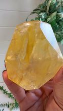 Load and play video in Gallery viewer, Golden Healer Freeform from Brazil
